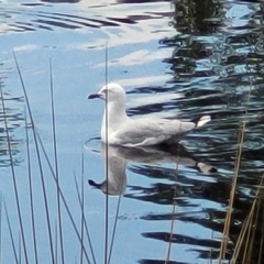 Chroicocephalus novaehollandiae (Silver Gull) at Lyneham Wetland - 16 Feb 2023 by trevorpreston