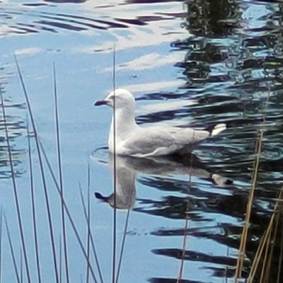 Chroicocephalus novaehollandiae (Silver Gull) at City Renewal Authority Area - 16 Feb 2023 by trevorpreston