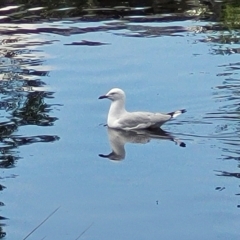 Chroicocephalus novaehollandiae at Lyneham, ACT - 16 Feb 2023