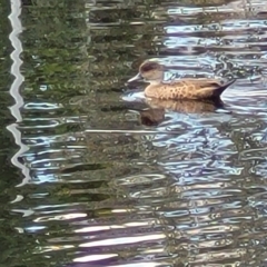 Anas gracilis (Grey Teal) at Lyneham Wetland - 16 Feb 2023 by trevorpreston