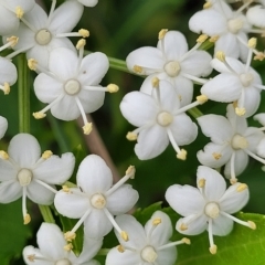 Sambucus nigra (Elderberry) at City Renewal Authority Area - 16 Feb 2023 by trevorpreston