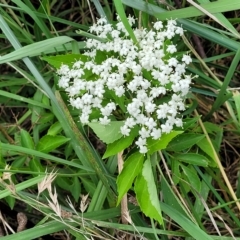 Sambucus nigra at Lyneham, ACT - 16 Feb 2023 01:16 PM