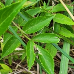 Sambucus nigra at Lyneham, ACT - 16 Feb 2023 01:16 PM