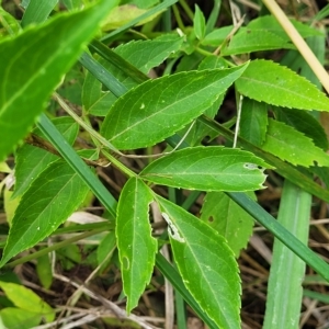 Sambucus nigra at Lyneham, ACT - 16 Feb 2023