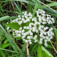 Sambucus nigra at Lyneham, ACT - 16 Feb 2023 01:16 PM