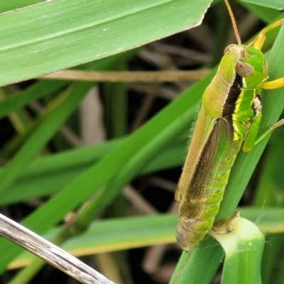 Bermius brachycerus (A grasshopper) at Lyneham Wetland - 16 Feb 2023 by trevorpreston