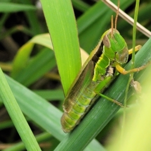 Bermius brachycerus at Lyneham, ACT - 16 Feb 2023