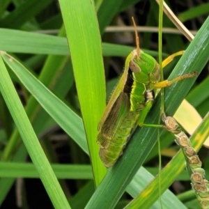 Bermius brachycerus at Lyneham, ACT - 16 Feb 2023