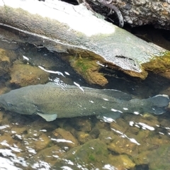 Maccullochella macquariensis (Trout Cod) at Cotter River, ACT - 3 Feb 2023 by rangerstacey