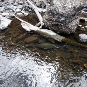 Maccullochella macquariensis at Cotter River, ACT - 3 Feb 2023