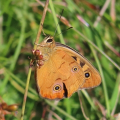 Heteronympha penelope (Shouldered Brown) at Paddys River, ACT - 16 Feb 2023 by MatthewFrawley