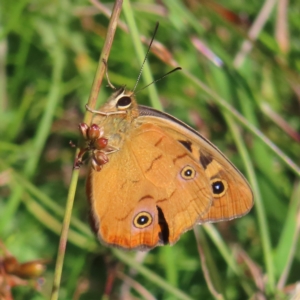 Heteronympha penelope at Paddys River, ACT - 16 Feb 2023