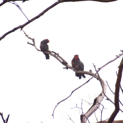 Callocephalon fimbriatum (Gang-gang Cockatoo) at Currawang, NSW - 12 Feb 2023 by camcols