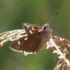 Hesperilla donnysa (Varied Sedge-skipper) at Paddys River, ACT - 16 Feb 2023 by MatthewFrawley