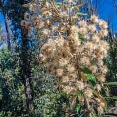 Olearia megalophylla (Large-leaf Daisy-bush) at Tennent, ACT - 15 Feb 2023 by Philip