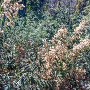 Olearia megalophylla at Tennent, ACT - 15 Feb 2023