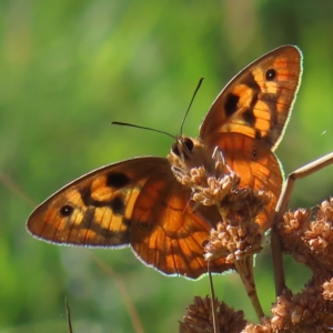 Heteronympha penelope at Paddys River, ACT - 16 Feb 2023