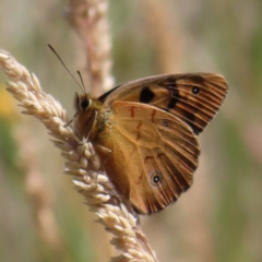 Heteronympha penelope (Shouldered Brown) at Paddys River, ACT - 15 Feb 2023 by MatthewFrawley