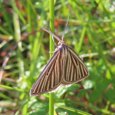 Amelora leucaniata (Striped Cape-moth (Ennominae)) at Paddys River, ACT - 16 Feb 2023 by MatthewFrawley