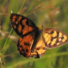 Heteronympha penelope (Shouldered Brown) at Uriarra, NSW - 16 Feb 2023 by JohnBundock