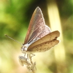 Erina hyacinthina at Brindabella, NSW - 16 Feb 2023