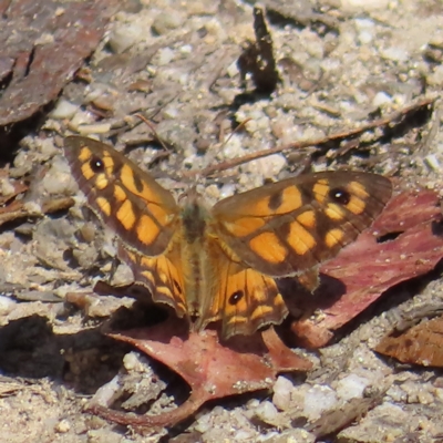 Geitoneura klugii (Marbled Xenica) at Gibraltar Pines - 15 Feb 2023 by MatthewFrawley