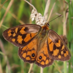 Heteronympha penelope (Shouldered Brown) at Paddys River, ACT - 16 Feb 2023 by MatthewFrawley