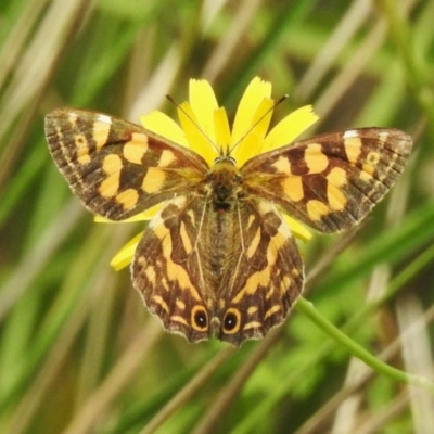 Oreixenica kershawi (Striped Xenica) at Cotter River, ACT - 16 Feb 2023 by JohnBundock