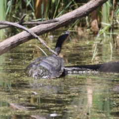 Chelodina longicollis (Eastern Long-necked Turtle) at Jerrabomberra Wetlands - 3 Feb 2023 by RodDeb