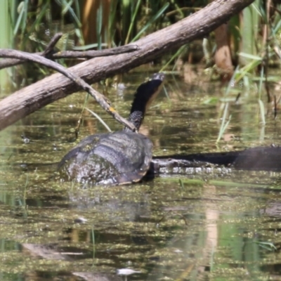Chelodina longicollis (Eastern Long-necked Turtle) at Jerrabomberra Wetlands - 3 Feb 2023 by RodDeb