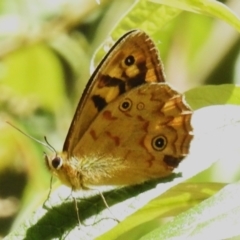 Heteronympha paradelpha (Spotted Brown) at Cotter River, ACT - 16 Feb 2023 by JohnBundock