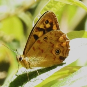 Heteronympha paradelpha at Cotter River, ACT - 16 Feb 2023 12:39 PM