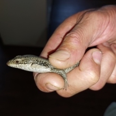 Egernia striolata (Tree Skink) at Wirlinga, NSW - 16 Feb 2023 by RobCook