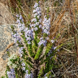 Olearia stricta var. parvilobata at Tennent, ACT - 15 Feb 2023 12:11 PM