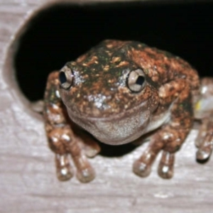 Litoria peronii at Aranda, ACT - 3 Jan 2007