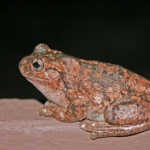 Litoria peronii at Aranda, ACT - 3 Jan 2007