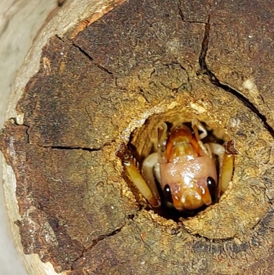 Gryllacrididae (family) (Unidentified Raspy Cricket) at Wirlinga, NSW - 22 Jan 2023 by RobCook