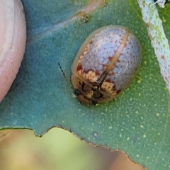 Paropsisterna m-fuscum (Eucalyptus Leaf Beetle) at The Pinnacle - 16 Feb 2023 by trevorpreston