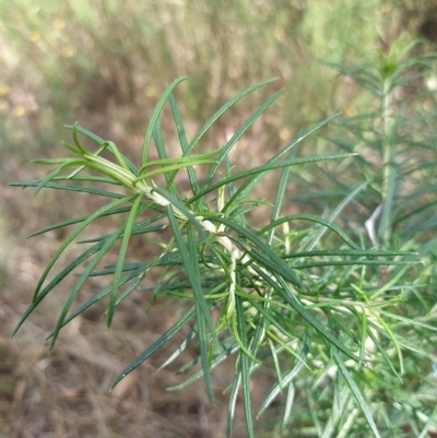 Cassinia longifolia (Shiny Cassinia, Cauliflower Bush) at Wanniassa Hill - 16 Feb 2023 by KumikoCallaway