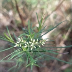 Cassinia quinquefaria (Rosemary Cassinia) at Fadden, ACT - 16 Feb 2023 by KumikoCallaway