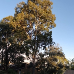 Eucalyptus polyanthemos at Fadden, ACT - 18 Feb 2023 07:18 PM