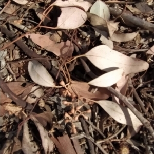 Eucalyptus polyanthemos at Fadden, ACT - 18 Feb 2023 07:18 PM