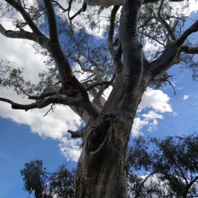 Eucalyptus rossii (Inland Scribbly Gum) at Wanniassa Hill - 16 Feb 2023 by KumikoCallaway