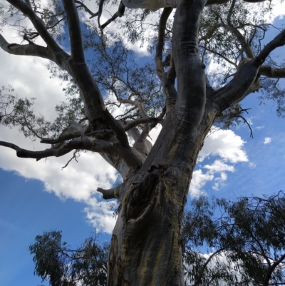 Eucalyptus rossii (Inland Scribbly Gum) at Fadden, ACT - 16 Feb 2023 by KumikoCallaway