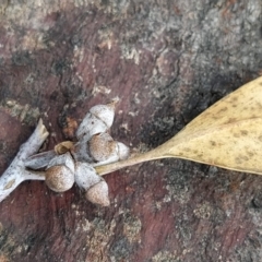 Eucalyptus rossii at Fadden, ACT - 16 Feb 2023