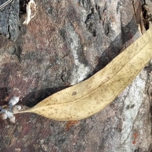 Eucalyptus rossii at Fadden, ACT - 16 Feb 2023