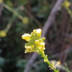 Hirschfeldia incana (Buchan Weed) at Fadden, ACT - 16 Feb 2023 by KumikoCallaway