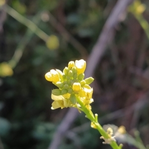 Hirschfeldia incana at Fadden, ACT - 16 Feb 2023