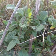 Hirschfeldia incana at Fadden, ACT - 16 Feb 2023