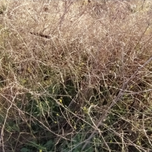 Hirschfeldia incana at Fadden, ACT - 16 Feb 2023